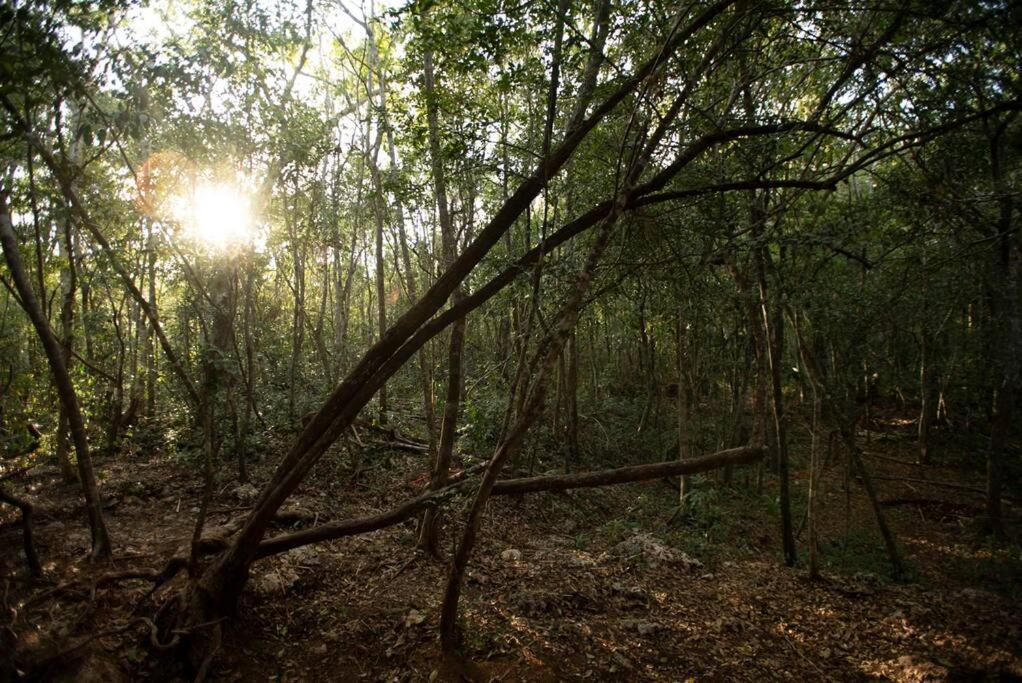Ojo De Arbol, Boutique Cabin In The Real Jungle Tulum Luaran gambar